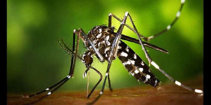 What is Zika virus illness? Precautions, symptoms, vaccine, treatment, here's everything you must know