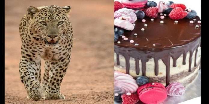 burhanpur cake stops leopard two brothers throw cake on leopard face for saving their life