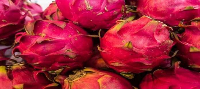 More and more farmers should apply for dragonfruit cultivation under horticulture scheme