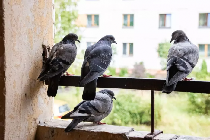 The court banned the feeding of pigeons on the balcony of the house