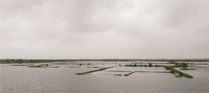 loss of paddy cultivation in pen