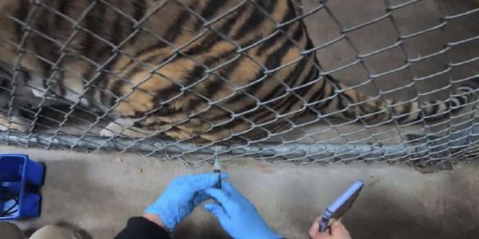 Corona-19 vaccine for animals tigers and bears okland zoo in in United States