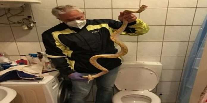 65 years old man Sat on commode and was bitten by snake in austria