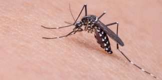 last one week, 72 cases of malaria and 47 cases of dengue reported in mumbai