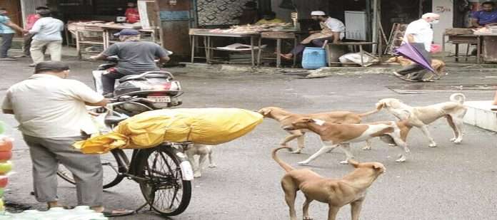 Panic of stray dogs in Pen