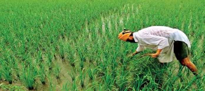The names of 938 farmers on Satbara are missing at alibaug