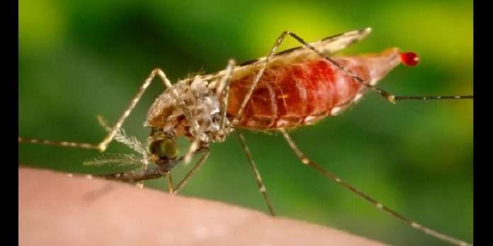 World Mosquito Day 2021 malaria Mosquito borne diseases on rise in Mumbai in August