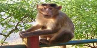 Animals in Karnala Sanctuary unsafe
