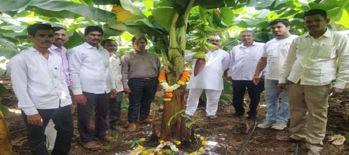 Bananas from Khandesh flourished in the soil of Raigad