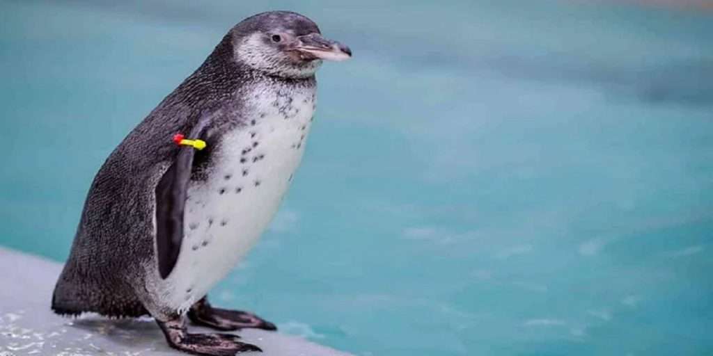 राणीच्या बागेत नव्या पाहुण्यांचे आगमन, पेंग्विनने दिला पिल्लांना जन्म