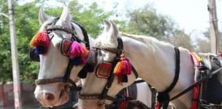 Using horses at wedding ceremonies is abusive and cruel said peta