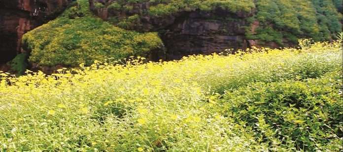 Yellow Sonki flowers in the Matheran area