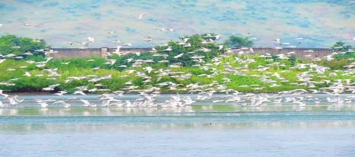 Migratory birds affect Navi Mumbai Airport