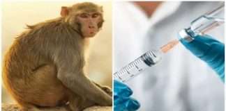 How Monkeys were Tracked for Bharat Biotech’s COVID-19 Vaccine Covaxin Trial