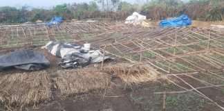 Pen: Vegetable cultivation stopped due to unseasonal rains