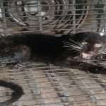 maharashtra sindhudurg rare black panther found in sindhudurg puppy rescued in water tank