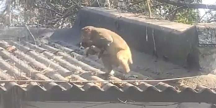 monkey is lovingly living and feeding a puppy in chatisgarh amazing video