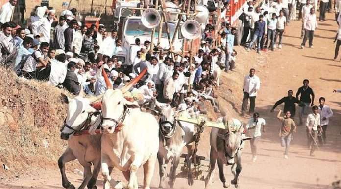 supreme court gives conditional permission bullock cart race in maharashtra