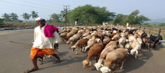 Shepherds roam in Murud