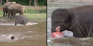 baby elephant save the man who was drowing river