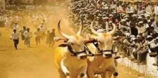 Bullock cart race organized for the first time after the Supreme Court verdict, spontaneous response of bullock cart lovers