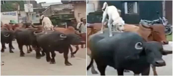 A 'buffalo ride' across the village in the dog's attire; Netizens couldn't help but smile after watching the video,
