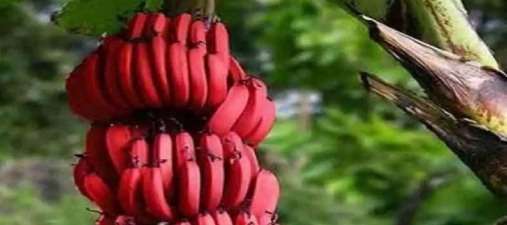 Health Care Tips : लाल केळ्यांच्या सेवनाने शरीर होतंय सुदृढ ; जाणून घ्या फायदे