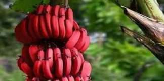 Health Care Tips: Eating red bananas makes the body healthy; Learn the benefits