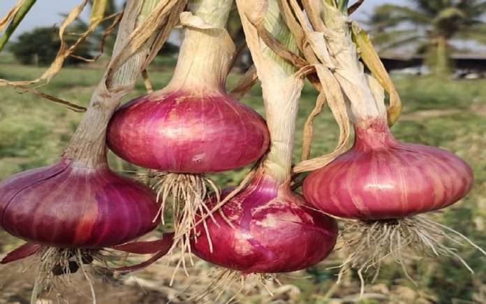 New varieties of onion discovered by farmers in Maharashtra