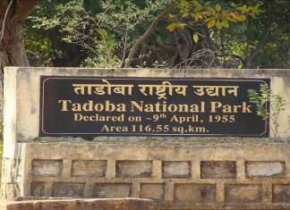 chandrapur tadoba andhari tiger reserve wil close from 11 january 2022 due to increased corona patients