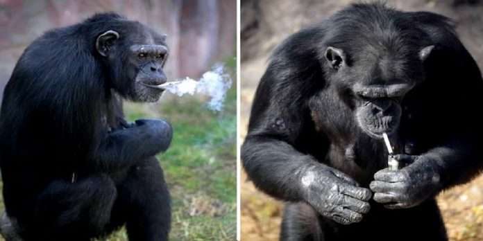 Chain smoking chimpanzee azalea smoke 40 cigarettes a day in north korea pyongyang