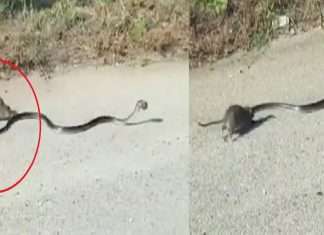 Rat and poisonous snake fight to save baby rat video viral on social media
