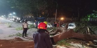 4 cars damaged due to falling tree in Thane