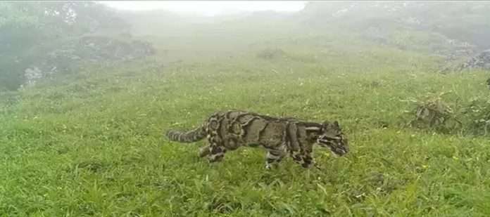 A rare wild animal found in the mountains of Nagaland, never seen before