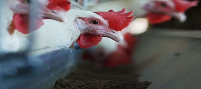 Risk of 'Bird Flu' in Corona Crisis; Infection of a person in England