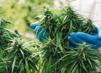omicron coronavirus covid19 may stop from cannabis weed compounds according to study