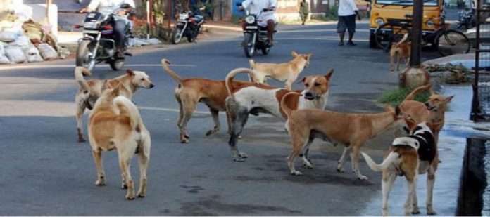 Mumbai: Despite spending Rs 9 crore, the problem of stray dogs in the city is still there