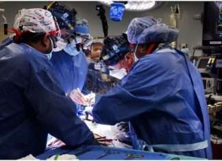 Historic US surgeons successfully implant pig heart in human
