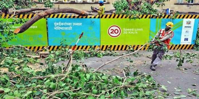 355 trees will be cut down for construction of metro railways, bridges, buildings