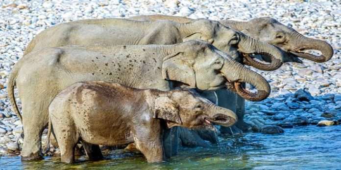 solve puzzle How many elephants are drinking water on the river?