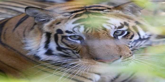CM Uddhav Thackeray said Plan to make Tadoba the best tourist destination in world for tiger sightings