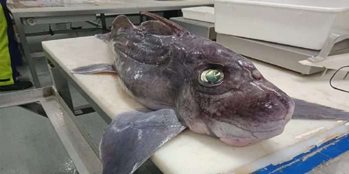Scientists discovered rare baby ghost shark in New Zealand