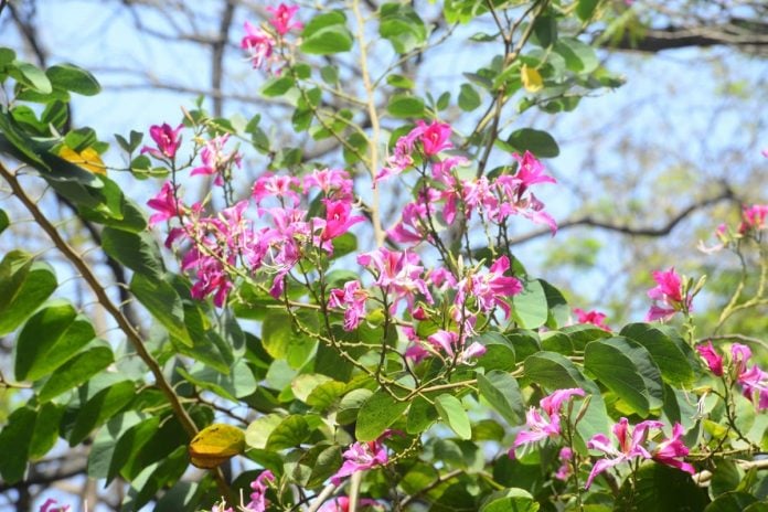 Kanchan trees in the sidewalks and gardens in Mumbai are now in full bloom