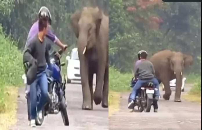 shocking elephant video elephant video attack on bike rider youth