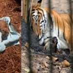 Assam: Two Royal Bengal Tigers born at Guwahati Zoo