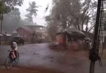 unseasonal heavy rains with strong winds in Sangameshwar Damage to fruit crops including mango and cashew