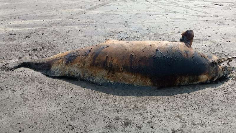 उत्तन समुद्रकिनारी तीनशे किलोचा मृत डॉल्फिन