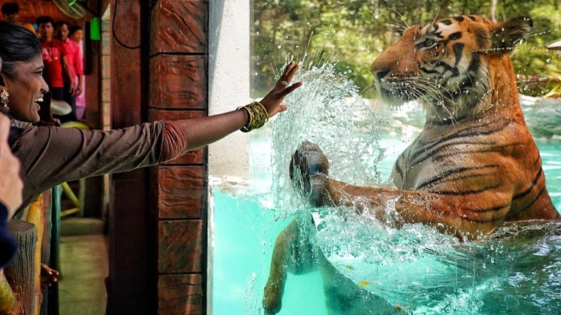 PHOTO: राणीच्या बागेतील बंगाल टायगरलाही उन्हाची झळ, पाण्यात पोहतानाचे फोटो व्हायरल