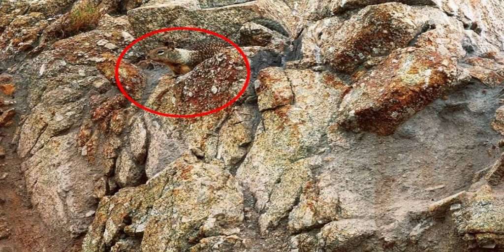 report optical illusion squirrel sitting among stones