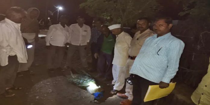 Peacocks ramu death due to electric shock in antri village akola